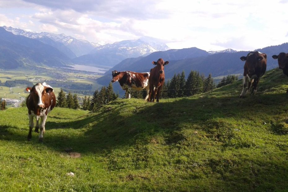 Schmiderer-Vorderkasbichl-Kaelber-2